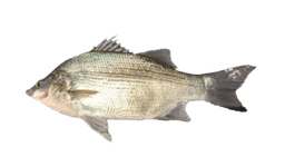 White bass