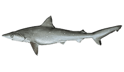 Atlantic Sharpnose Shark