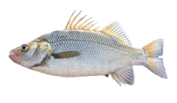 White perch