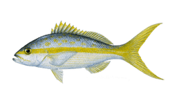 Yellowtail snapper