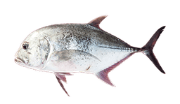 Giant trevally