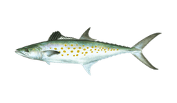 Spanish mackerel