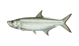 Tarpon