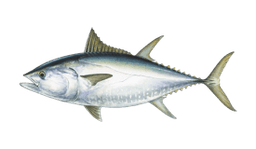 Bluefin tuna