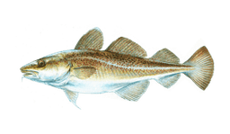 Cod