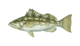 Calico bass