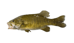 Smallmouth bass