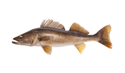 Walleye