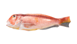 Tilefish