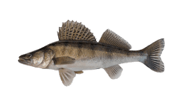 Pike Perch (Zander)