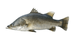 Barramundi