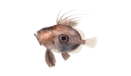 Pesce San Pietro