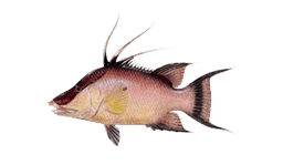 Hogfish