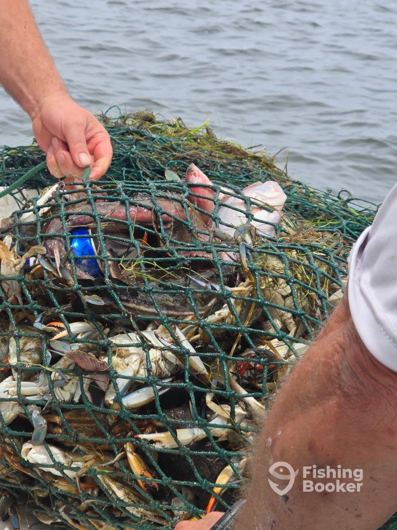 Two individuals are handling a fishing net filled with various marine life, including crabs and fish, in a waterway setting.