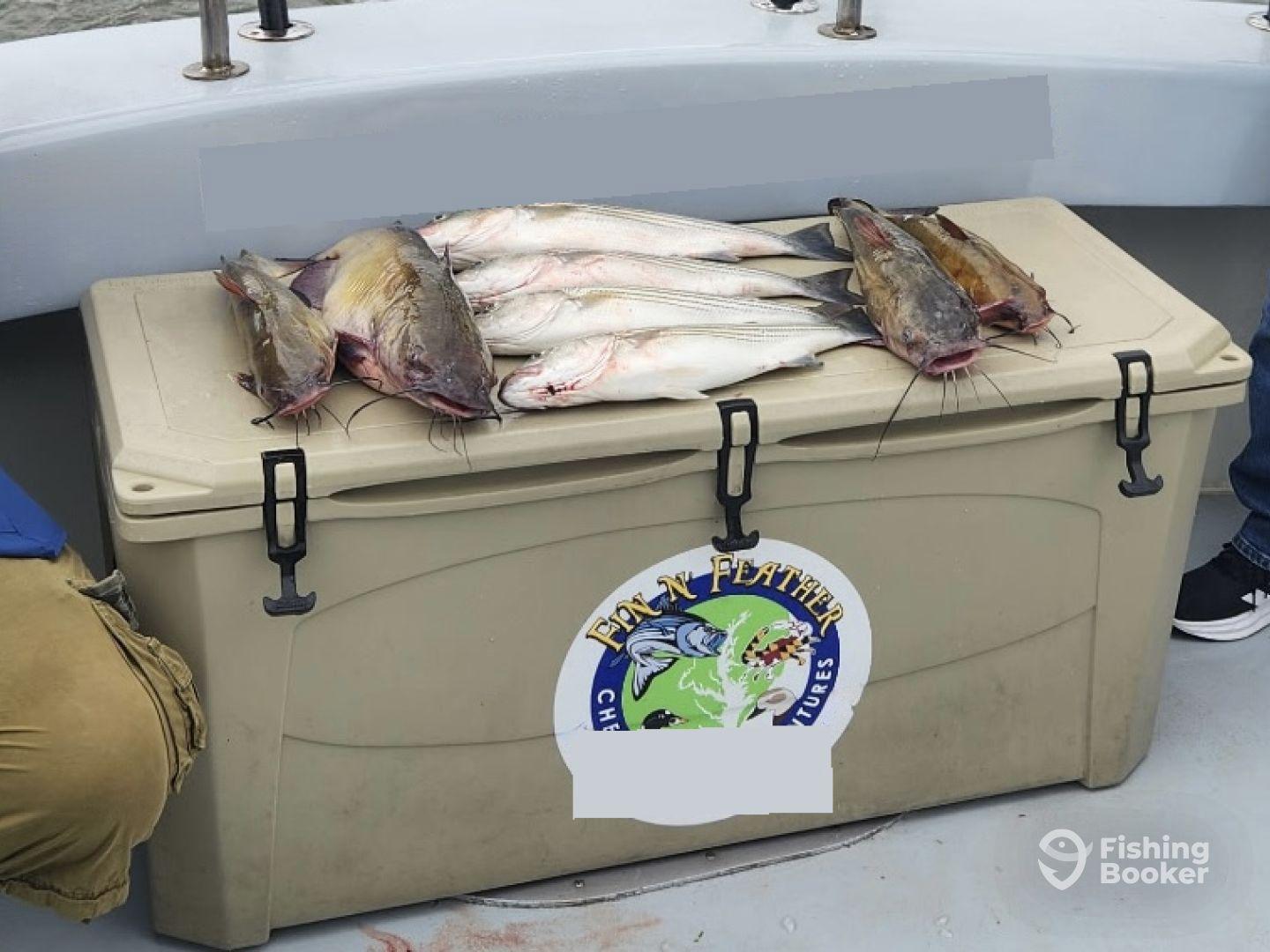 A variety of catfish neatly arranged on a cooler aboard a fishing charter, showcasing a successful day on the water.
