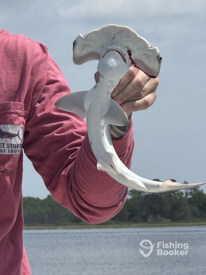 Angler proudly displaying a Hammerhead Shark while fishing in coastal waters.