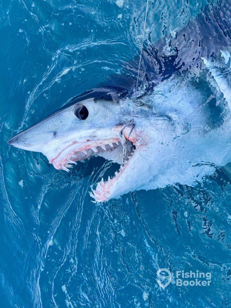 A large shark is caught and displayed at the surface of the water, showcasing its impressive teeth and vibrant blue ocean backdrop.