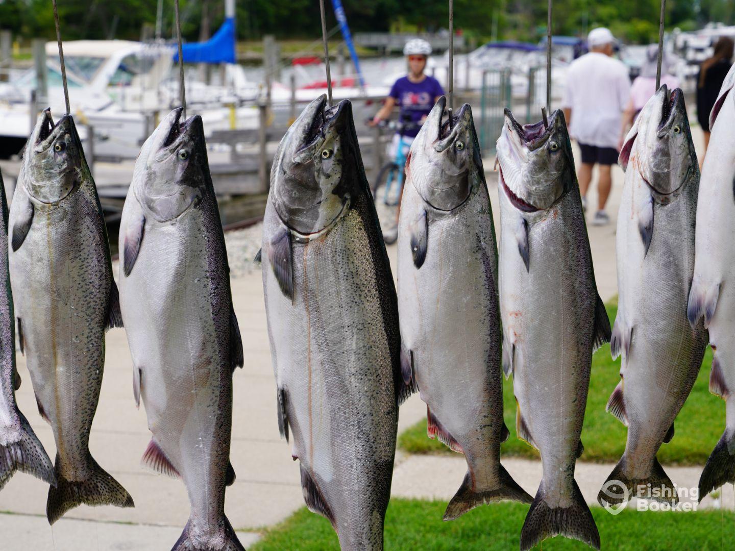 A display of freshly caught Salmon hanging on a board near the marina, with people walking in the background.
