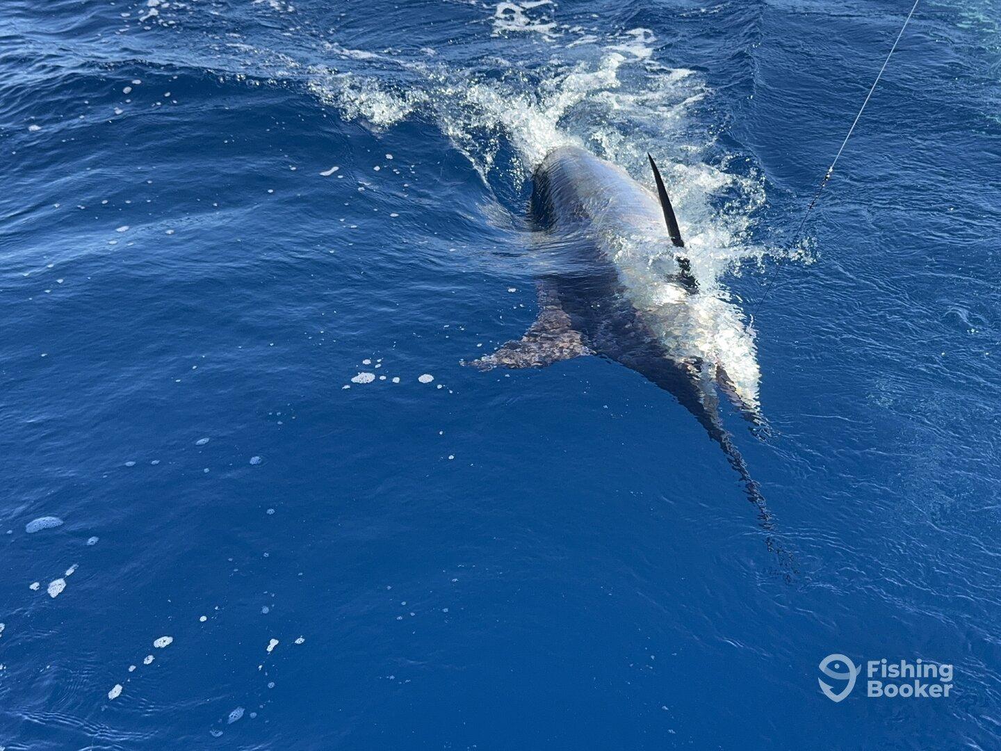 An Unforgettable Day on the Water