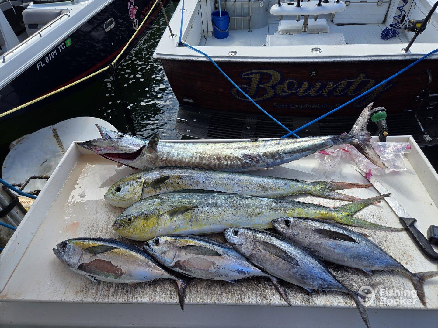 A variety of fish including Mahi Mahi and Kingfish displayed on a cleaning table at the dock, showcasing a successful fishing trip.