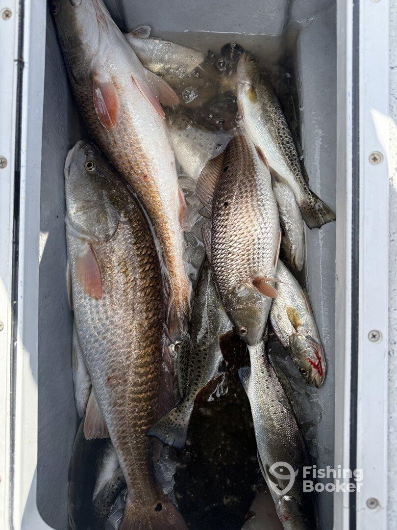 A variety of fish including Redfish and Speckled Trout stored in a cooler filled with ice, showcasing a successful fishing trip.