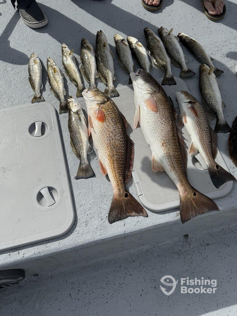 A variety of fish including Redfish and Speckled Trout neatly arranged on a cleaning table after a successful fishing trip.