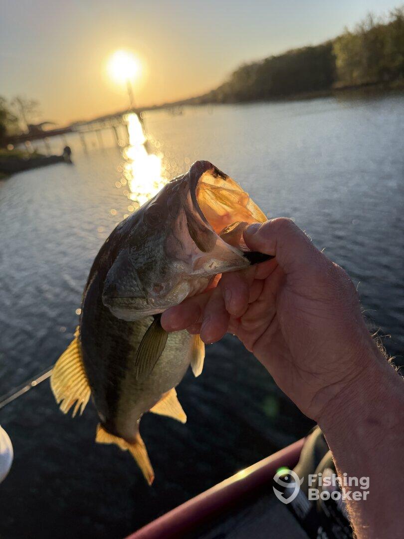 Angler proudly displaying a large Largemouth Bass during a sunset fishing trip on a serene lake.