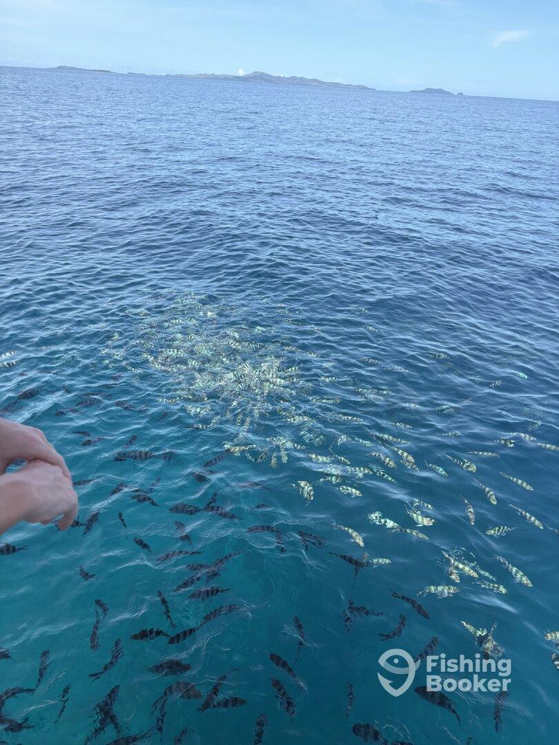 A hand is visible above the water, with schools of fish swimming below in clear blue waters, likely in a tropical fishing environment.