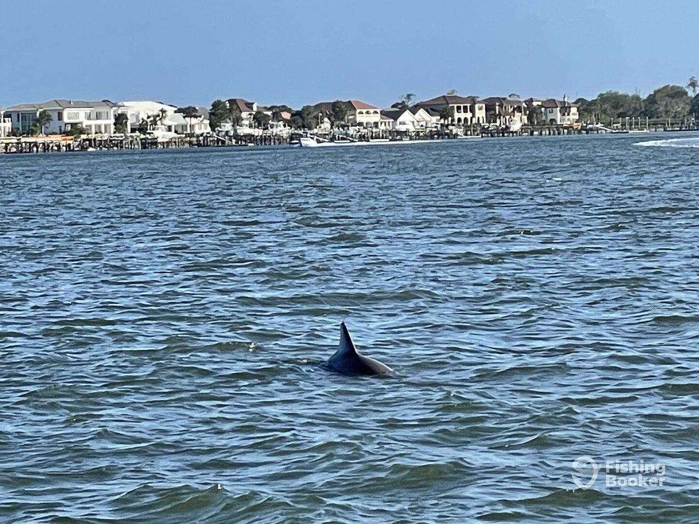 A dolphin is spotted swimming in the water near a residential area, showcasing the natural beauty of the coastal environment.