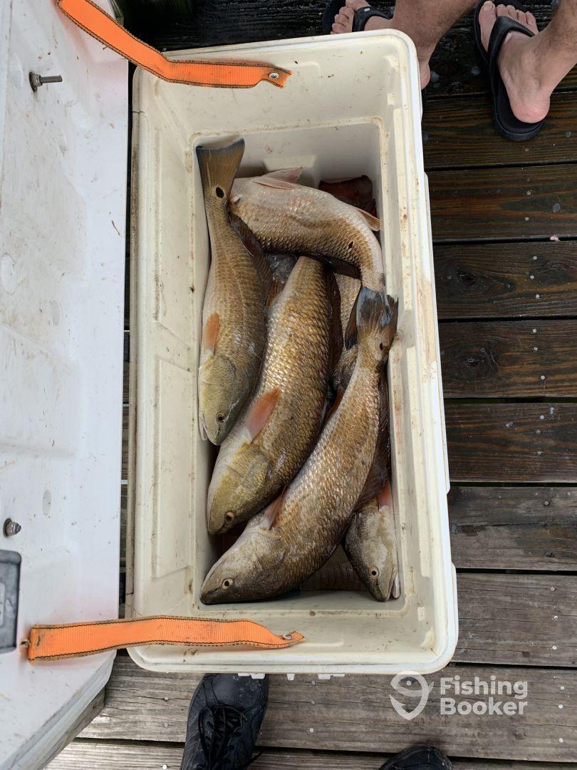 A cooler filled with several Redfish, showcasing a successful day of fishing on a dock.
