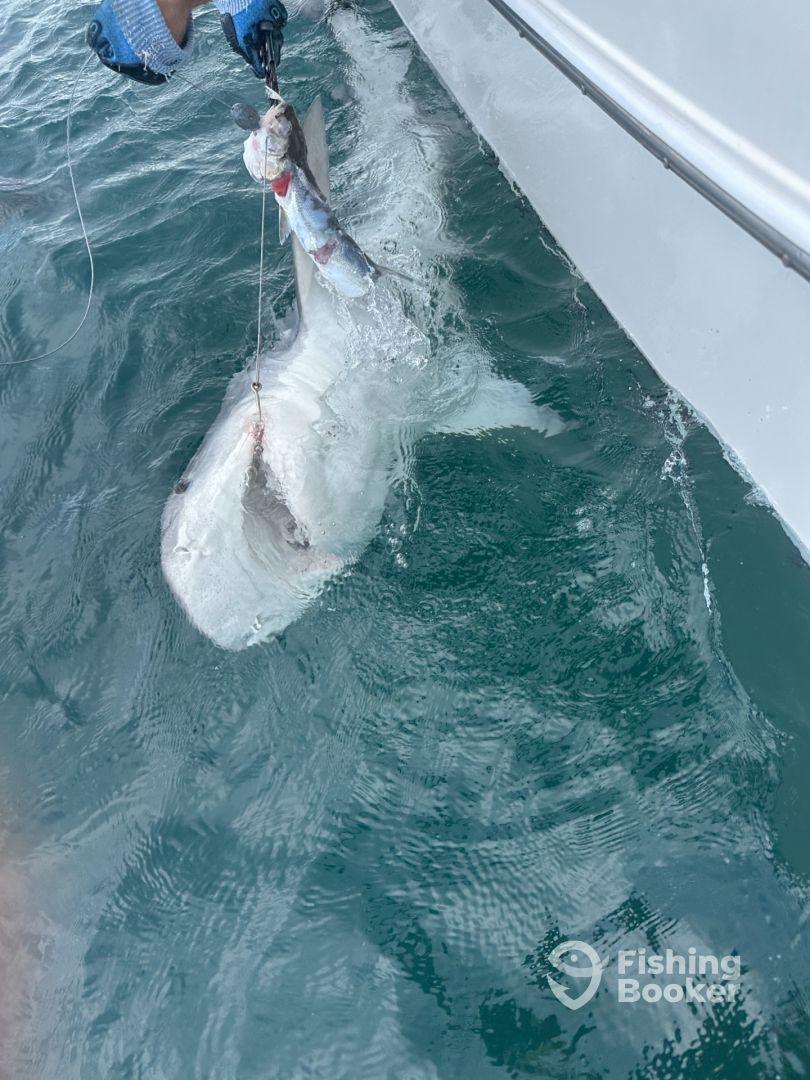 An angler is reeling in a large shark while fishing in open waters, showcasing the excitement of deep-sea fishing.