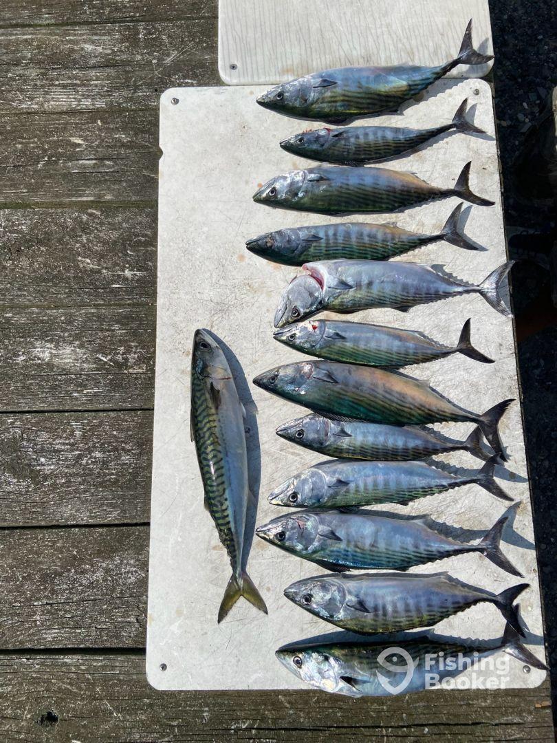 A variety of fish, including several Mackerel, neatly laid out on a cleaning table at a dock, showcasing a successful fishing trip.