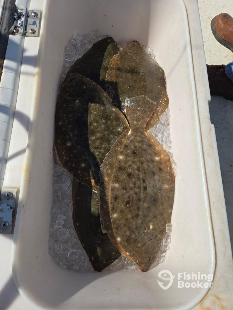 A collection of Flounder resting on ice in a cooler, showcasing a successful fishing trip.