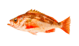 Rockfish