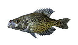 Crappie