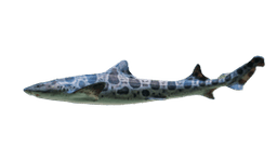 Leopard Shark