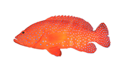 Coral Trout

**Rationale:** The Coral Trout (Plectropomus leopardus) is a species native to the Indo-Pacific region, particularly around Australia's Great Barrier Reef. This fish is not found in Italian waters (Mediterranean Sea) and does not have an established Italian common name in fishing terminology. Italian anglers would not be familiar with this species in their local context. Therefore, keeping the English name "Coral Trout" is the correct approach, as it maintains accuracy and is recognizable to anglers who might encounter this term in international fishing contexts.