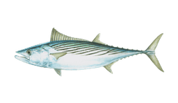 Skipjack tuna