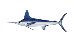 Marlin bianco