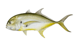 Jack crevalle