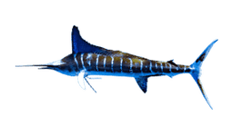 Marlin striato