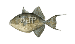 Gray triggerfish