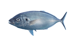 Silver Trevally