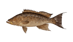 Scamp grouper