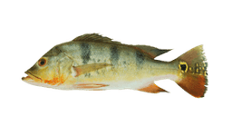 Cichla