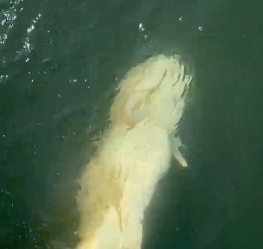 A crew of beginners had a great fishing trip