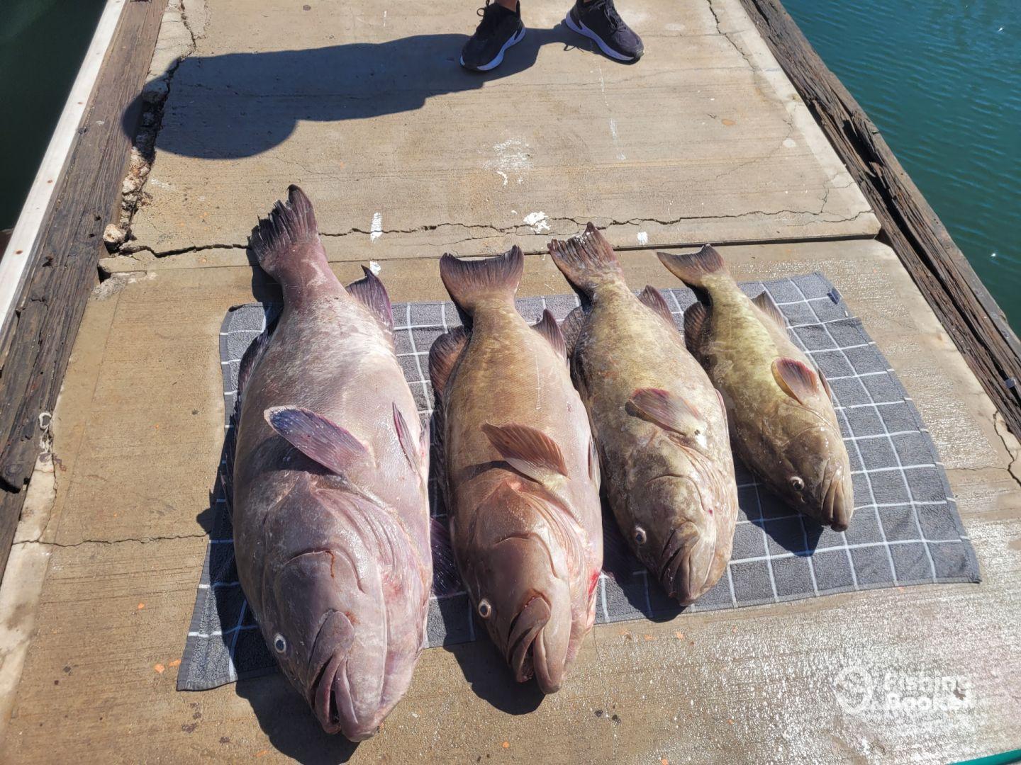 Four large Grouper laid out on a dock, showcasing a successful fishing trip.