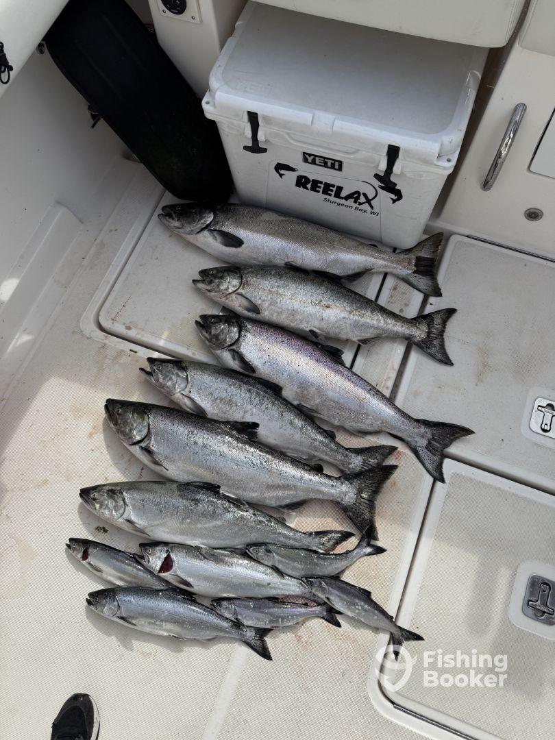 A collection of freshly caught salmon arranged on the deck of a boat, ready for storage in a cooler.