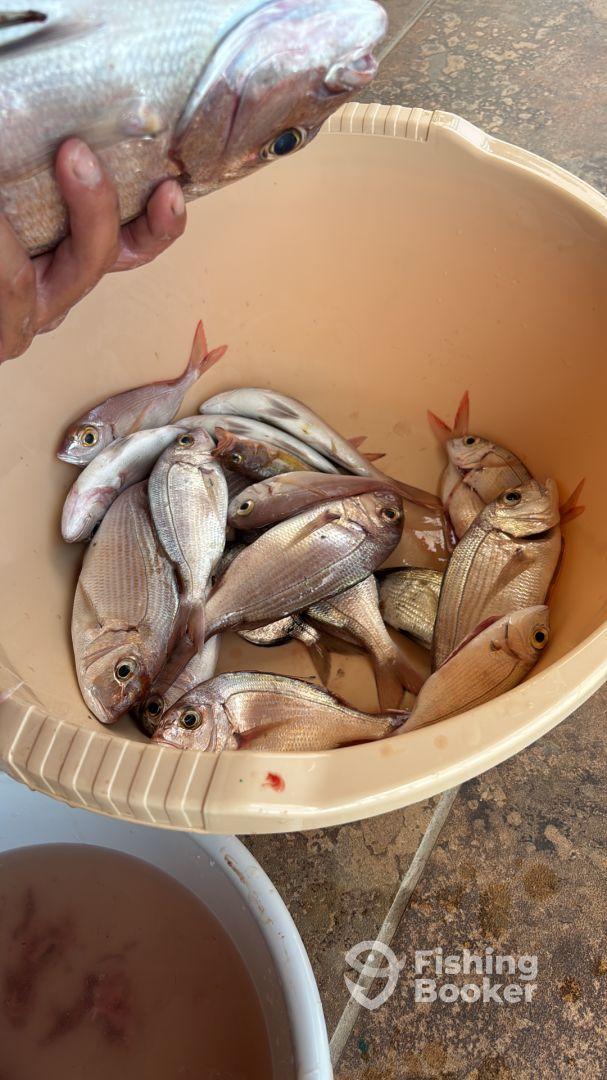 A variety of fish, including Snapper, stored in a bucket after a successful fishing trip.