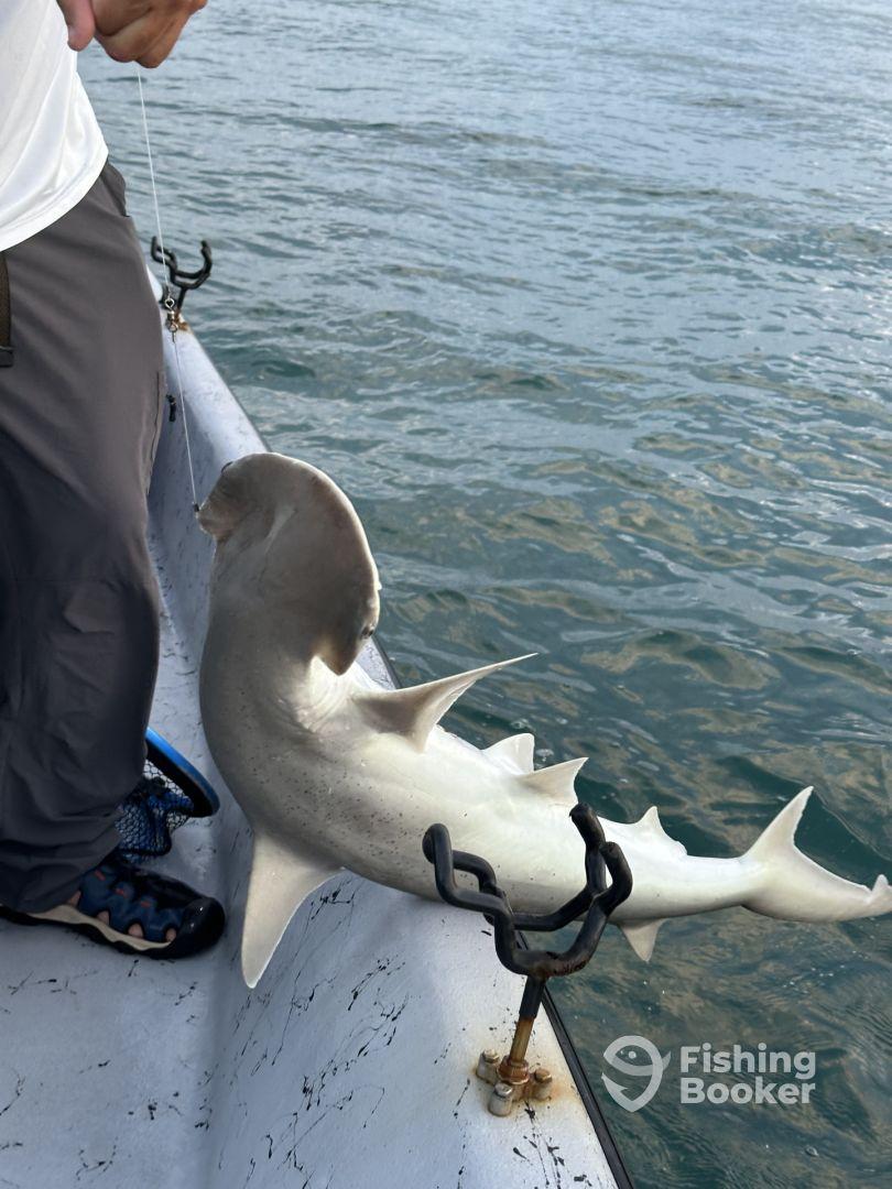 An angler reeling in a Hammerhead shark while fishing from a boat, showcasing the excitement of deep-sea fishing.
